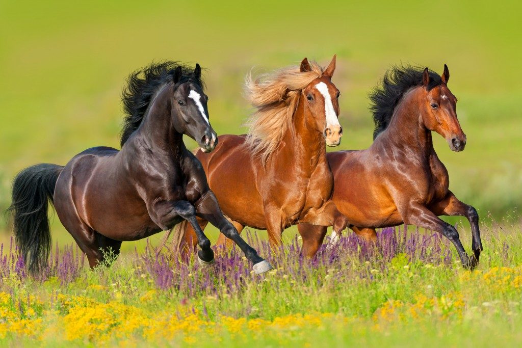 horses running in the field