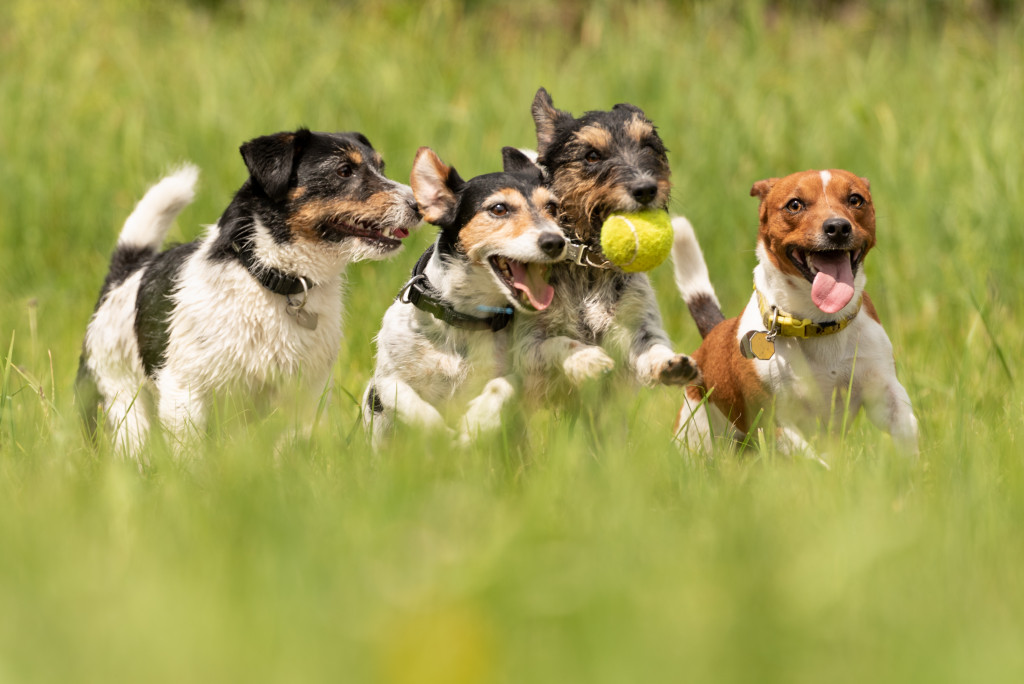 pack of dogs playing