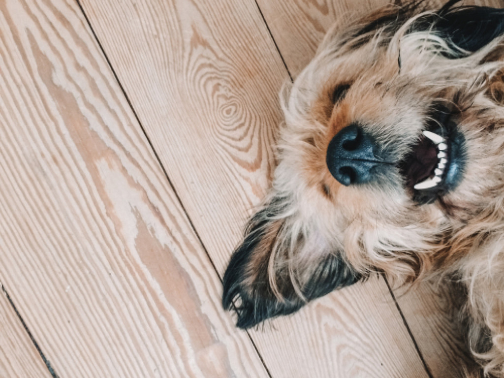 A happy dog lying on a wooden floor